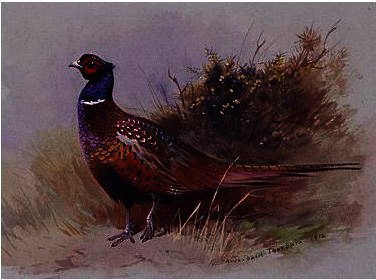 Wikoo.org - موسوعة الفنون الجميلة - اللوحة، العمل الفني Archibald Thorburn - The Pheasant