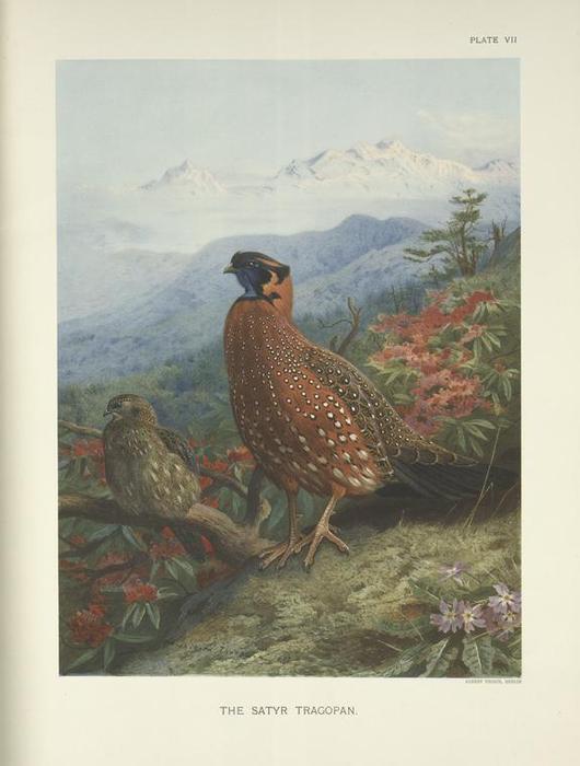 Wikioo.org - The Encyclopedia of Fine Arts - Painting, Artwork by Archibald Thorburn - The Satyr Tragopan (Tragopan Satyra)