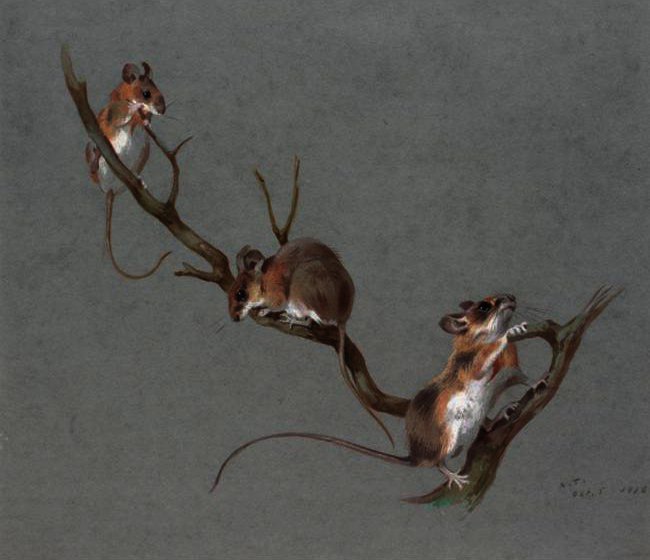 Wikioo.org - The Encyclopedia of Fine Arts - Painting, Artwork by Archibald Thorburn - Three Field Mice