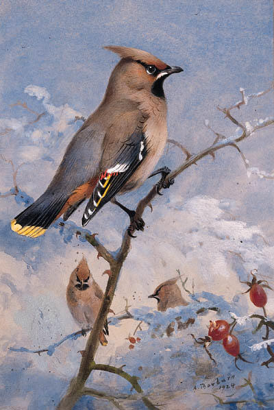 Wikioo.org - The Encyclopedia of Fine Arts - Painting, Artwork by Archibald Thorburn - Three Waxwings On A Rose In Winter