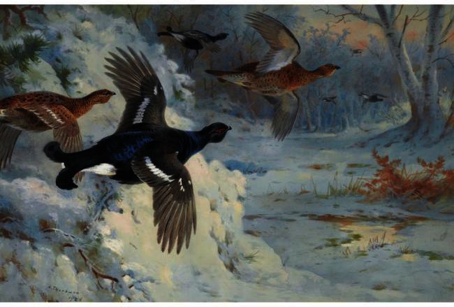 Wikioo.org - The Encyclopedia of Fine Arts - Painting, Artwork by Archibald Thorburn - Through The Snowy Coverts-Blackgame
