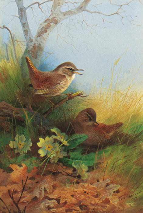 Wikioo.org - The Encyclopedia of Fine Arts - Painting, Artwork by Archibald Thorburn - Two Wrens Amongst Primroses