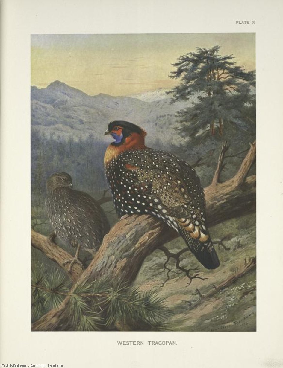 Wikioo.org – La Enciclopedia de las Bellas Artes - Pintura, Obras de arte de Archibald Thorburn - tragopan occidental ( tragopan melanocephalus )