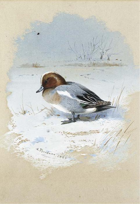 Wikioo.org - The Encyclopedia of Fine Arts - Painting, Artwork by Archibald Thorburn - Wigeon