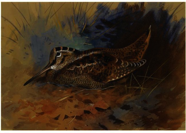 Wikioo.org - The Encyclopedia of Fine Arts - Painting, Artwork by Archibald Thorburn - Woodcock 1