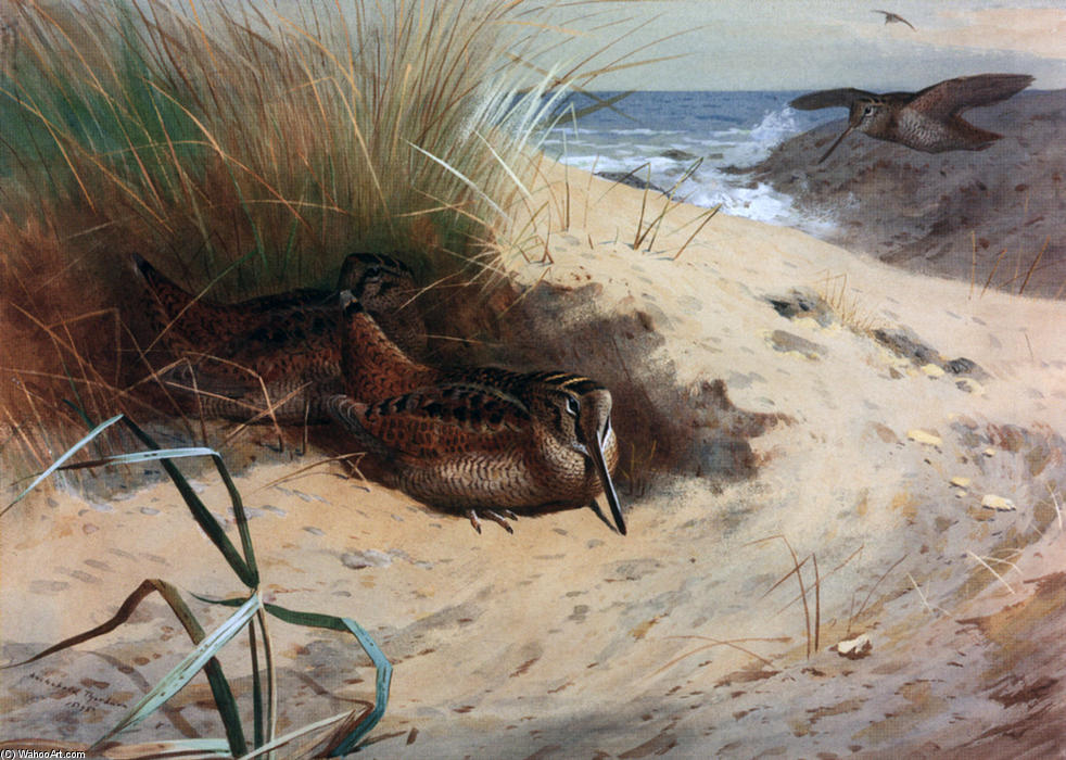 Wikioo.org - The Encyclopedia of Fine Arts - Painting, Artwork by Archibald Thorburn - Woodcock Among The Dunes