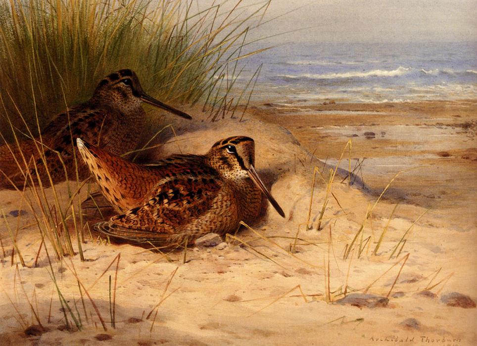 Wikioo.org - The Encyclopedia of Fine Arts - Painting, Artwork by Archibald Thorburn - Woodcock Nesting On A Beach