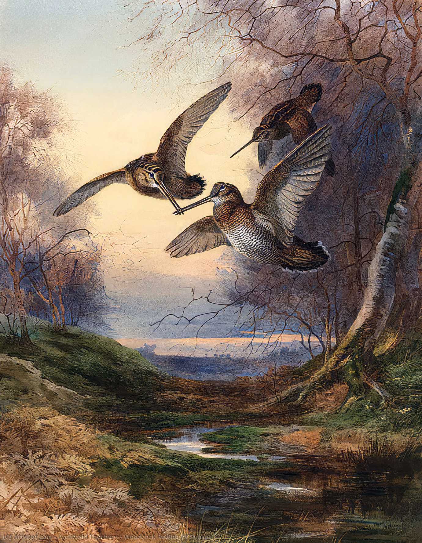 Wikioo.org - The Encyclopedia of Fine Arts - Painting, Artwork by Archibald Thorburn - Woodcock Roding At Sunset