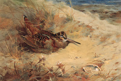 Wikioo.org - The Encyclopedia of Fine Arts - Painting, Artwork by Archibald Thorburn - Woodcock Sheltering In The Sand Dunes