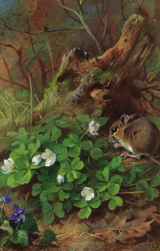Wikioo.org - The Encyclopedia of Fine Arts - Painting, Artwork by Archibald Thorburn - Woodmouse And Wood Sorrel