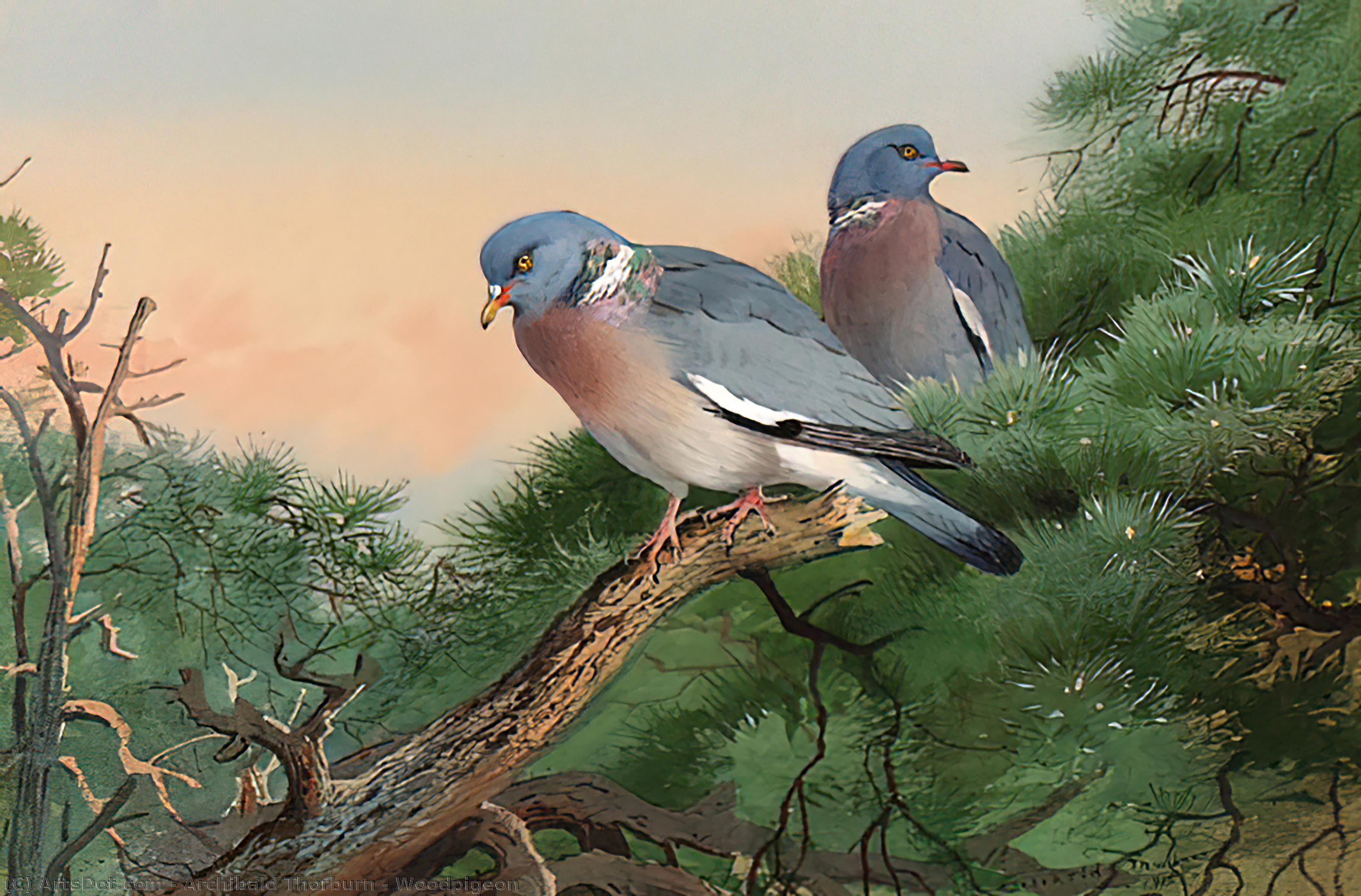 Wikioo.org - The Encyclopedia of Fine Arts - Painting, Artwork by Archibald Thorburn - Woodpigeon