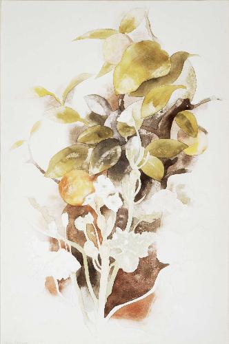 Wikioo.org - The Encyclopedia of Fine Arts - Painting, Artwork by Charles Demuth - Orange Tree and Primrose