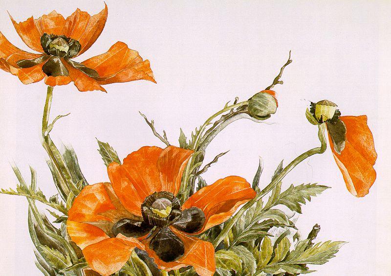 Wikioo.org - สารานุกรมวิจิตรศิลป์ - จิตรกรรม Charles Demuth - Poppies