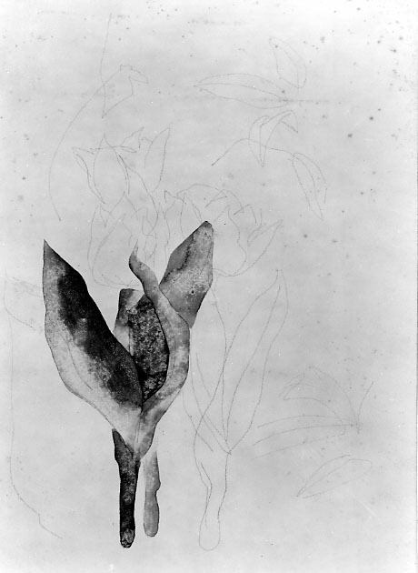 Wikioo.org - สารานุกรมวิจิตรศิลป์ - จิตรกรรม Charles Demuth - Tulips