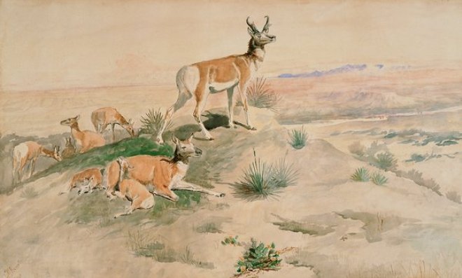 Wikioo.org – L'Enciclopedia delle Belle Arti - Pittura, Opere di Charles Marion Russell - Antilope