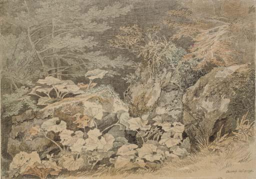 Wikioo.org - The Encyclopedia of Fine Arts - Painting, Artwork by John White Abbott - A study of undergrowth at Chudleigh, Devon