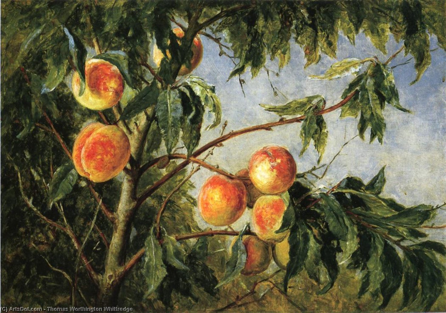 Wikioo.org - The Encyclopedia of Fine Arts - Painting, Artwork by Thomas Worthington Whittredge - Peaches