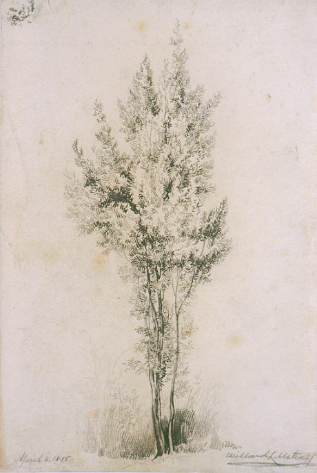 WikiOO.org - Encyclopedia of Fine Arts - Schilderen, Artwork Willard Leroy Metcalf - Untitled (Tree)