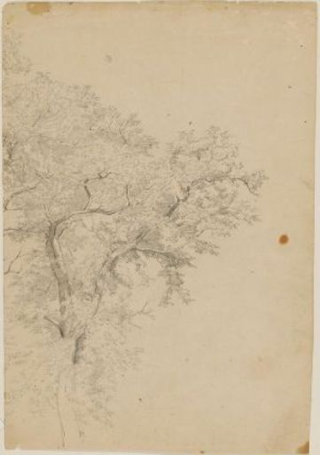 WikiOO.org - Encyclopedia of Fine Arts - Maľba, Artwork William Trost Richards - Leafy tree