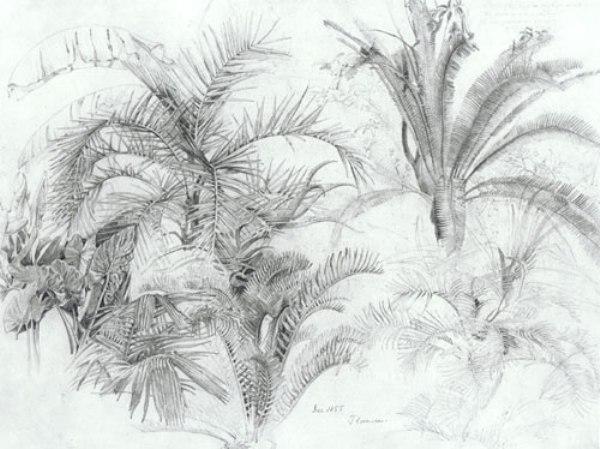 Wikioo.org - The Encyclopedia of Fine Arts - Painting, Artwork by William Trost Richards - Palms