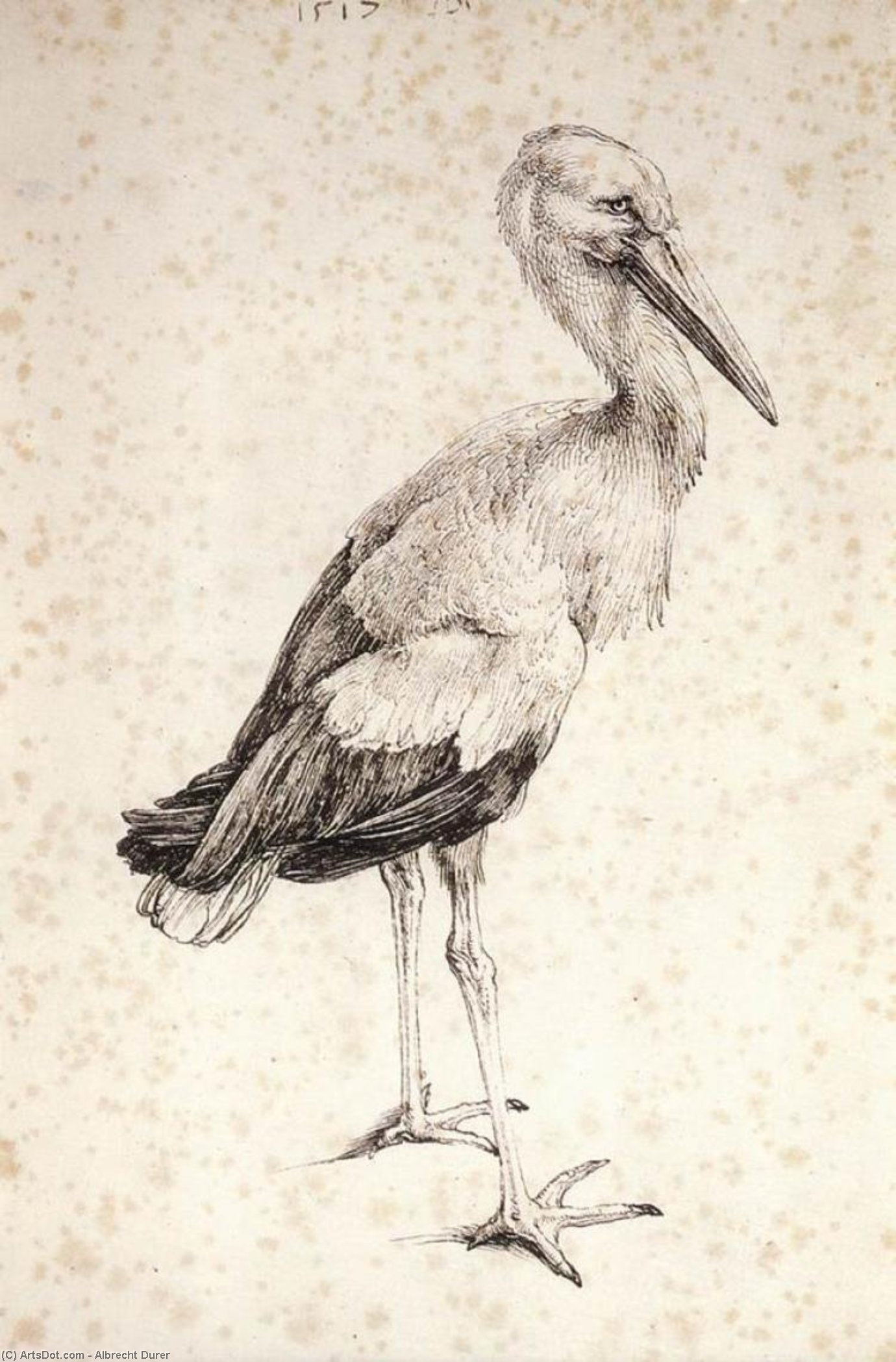 Wikioo.org - Bách khoa toàn thư về mỹ thuật - Vẽ tranh, Tác phẩm nghệ thuật Albrecht Durer - The Stork