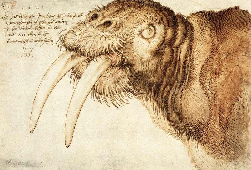 Wikioo.org - The Encyclopedia of Fine Arts - Painting, Artwork by Albrecht Durer - Walrus