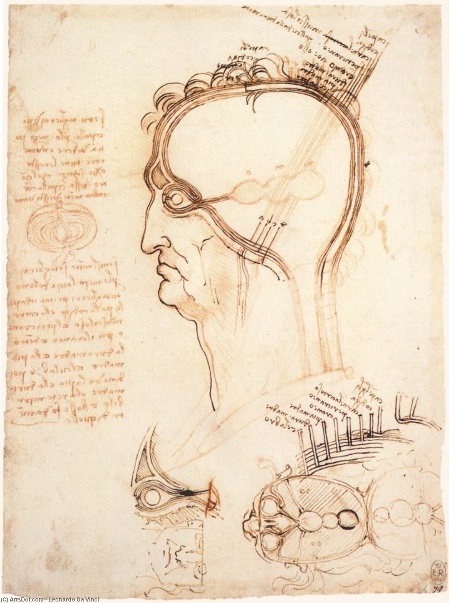 WikiOO.org – 美術百科全書 - 繪畫，作品 Leonardo Da Vinci - 头皮和洋葱的比较