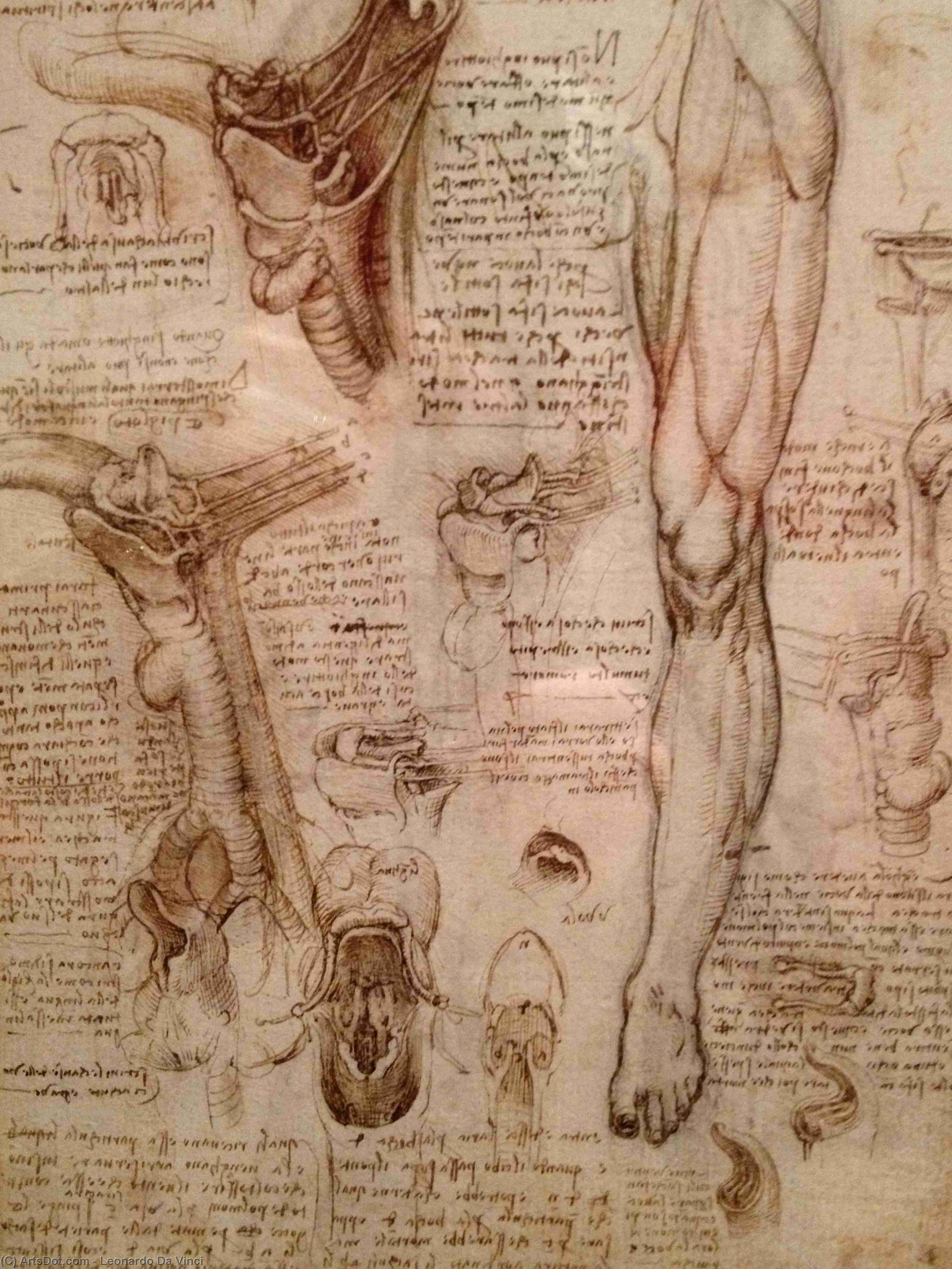 Wikioo.org - The Encyclopedia of Fine Arts - Painting, Artwork by Leonardo Da Vinci - Dissection of the female body