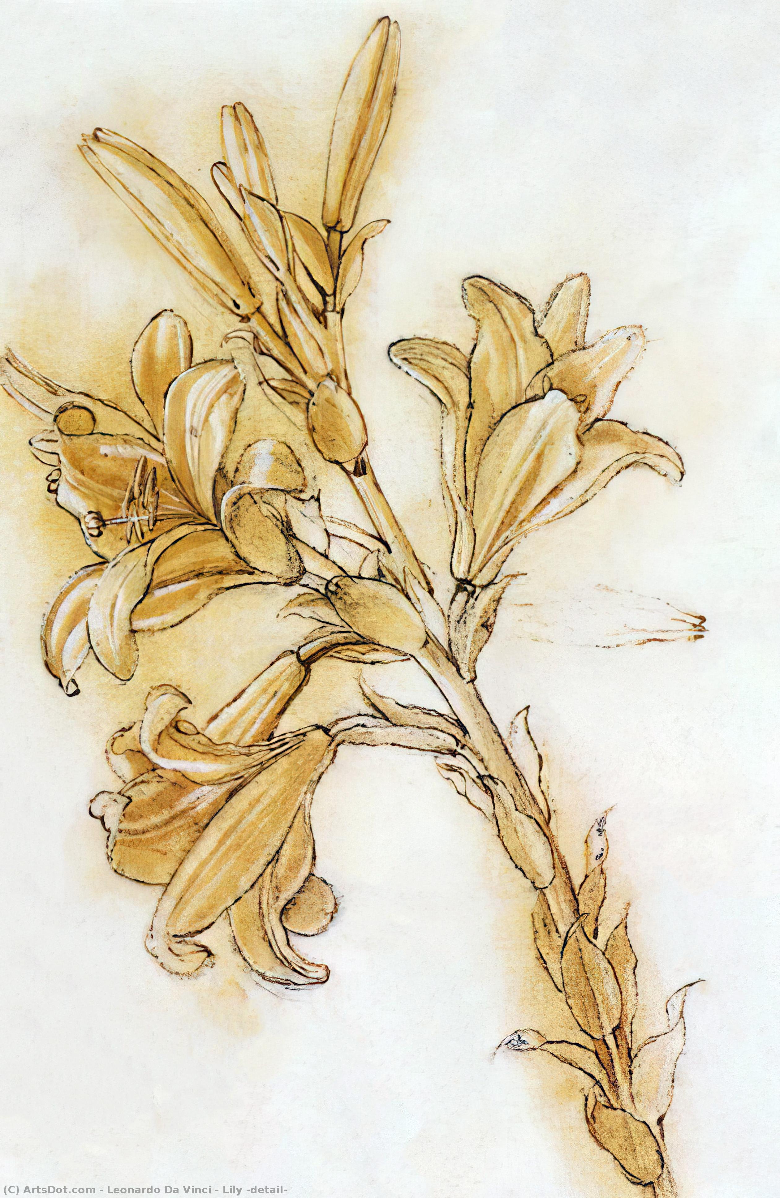 WikiOO.org - Enciklopedija dailės - Tapyba, meno kuriniai Leonardo Da Vinci - Lily (detail)