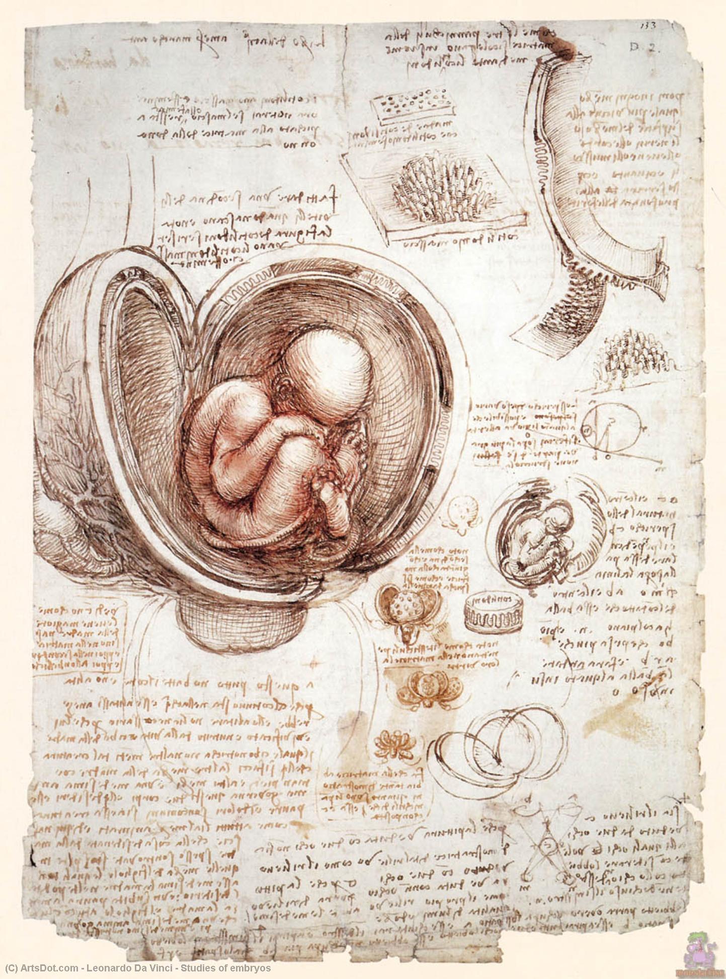 Wikioo.org – La Enciclopedia de las Bellas Artes - Pintura, Obras de arte de Leonardo Da Vinci - Estudios de embriones