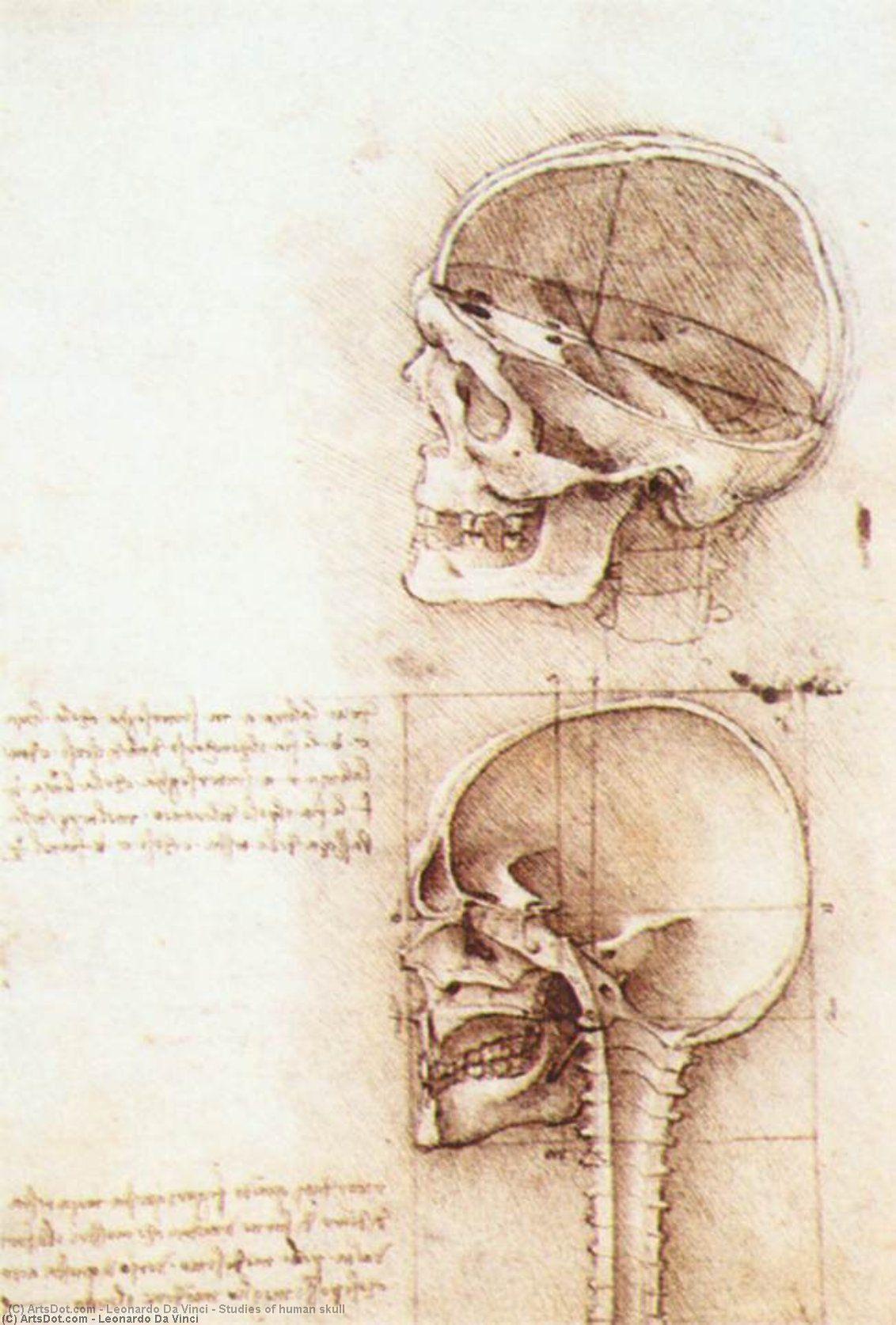 Wikioo.org - The Encyclopedia of Fine Arts - Painting, Artwork by Leonardo Da Vinci - Studies of human skull