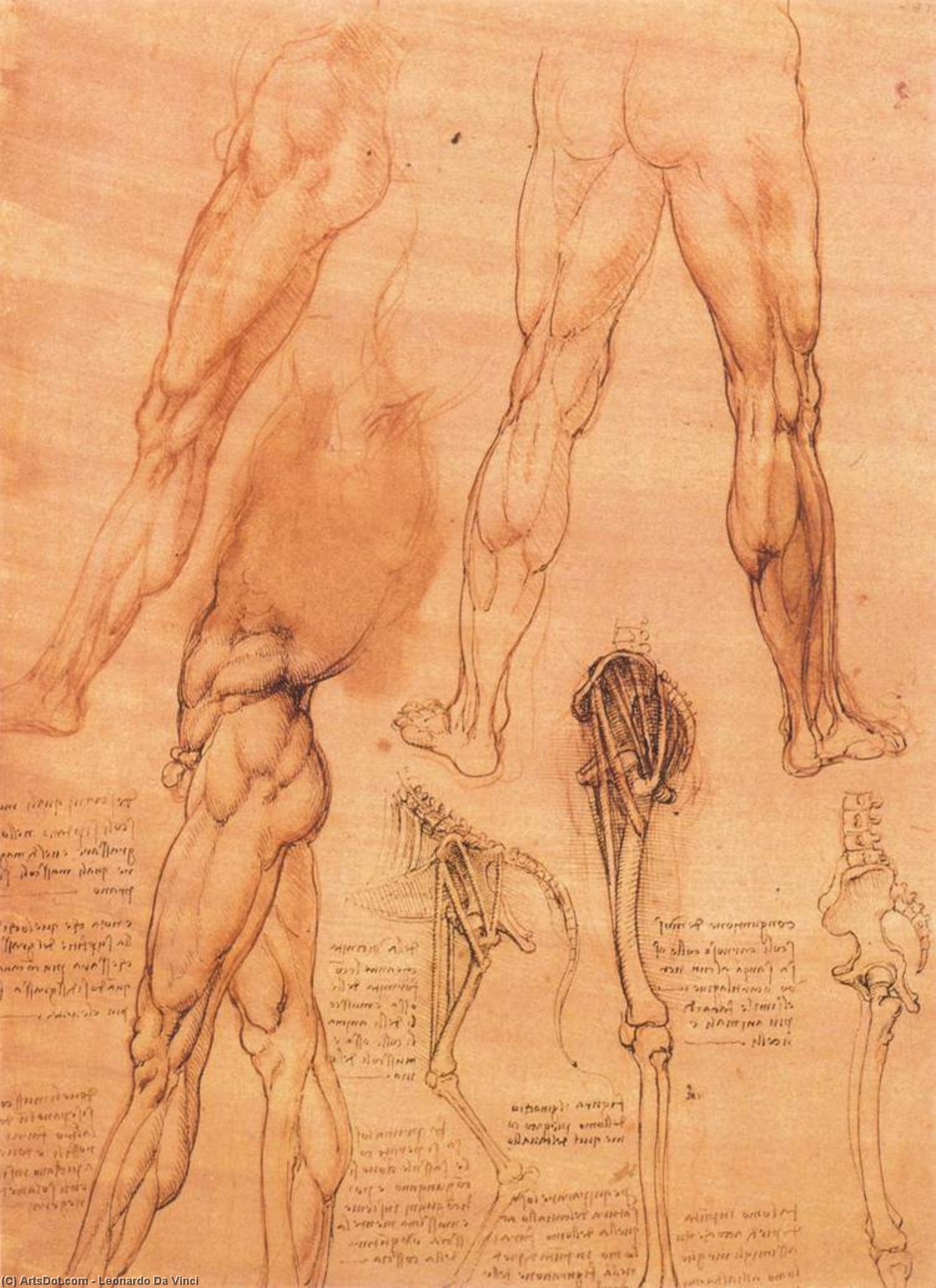 Wikioo.org - The Encyclopedia of Fine Arts - Painting, Artwork by Leonardo Da Vinci - Studies of legs of man and the leg of a horse
