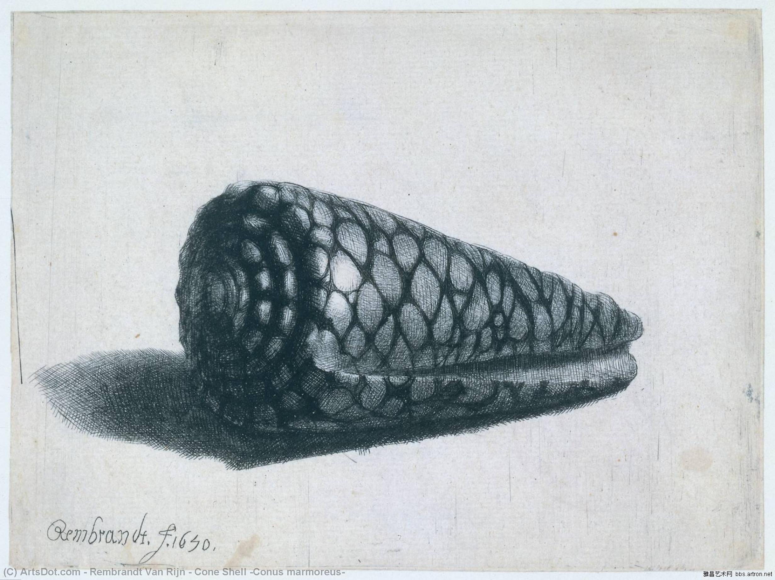 Wikoo.org - موسوعة الفنون الجميلة - اللوحة، العمل الفني Rembrandt Van Rijn - Cone Shell (Conus marmoreus)