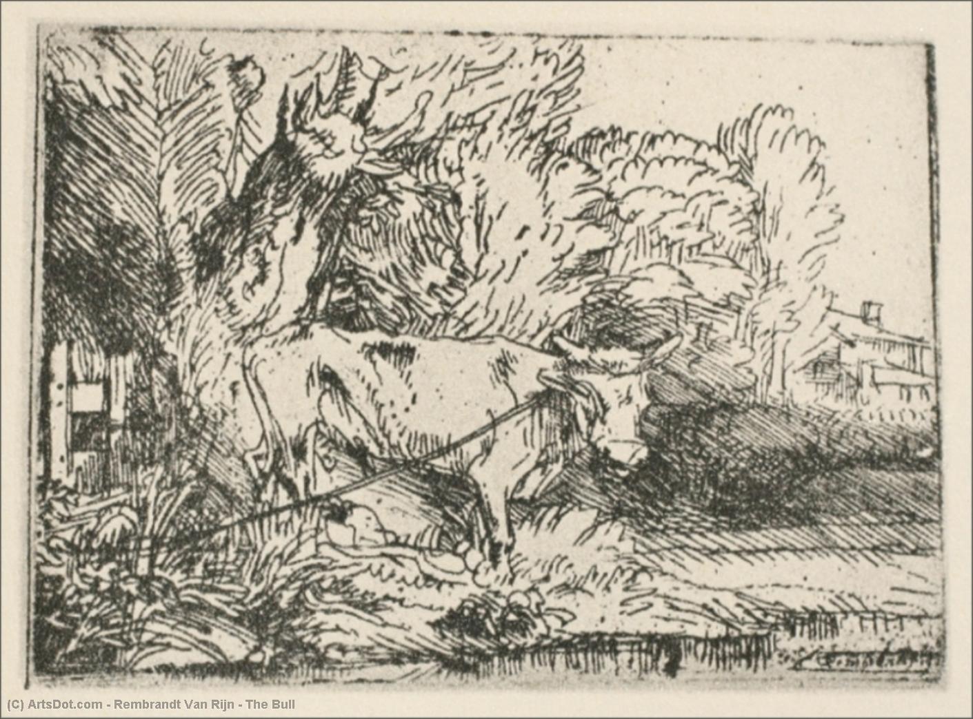 Wikoo.org - موسوعة الفنون الجميلة - اللوحة، العمل الفني Rembrandt Van Rijn - The Bull