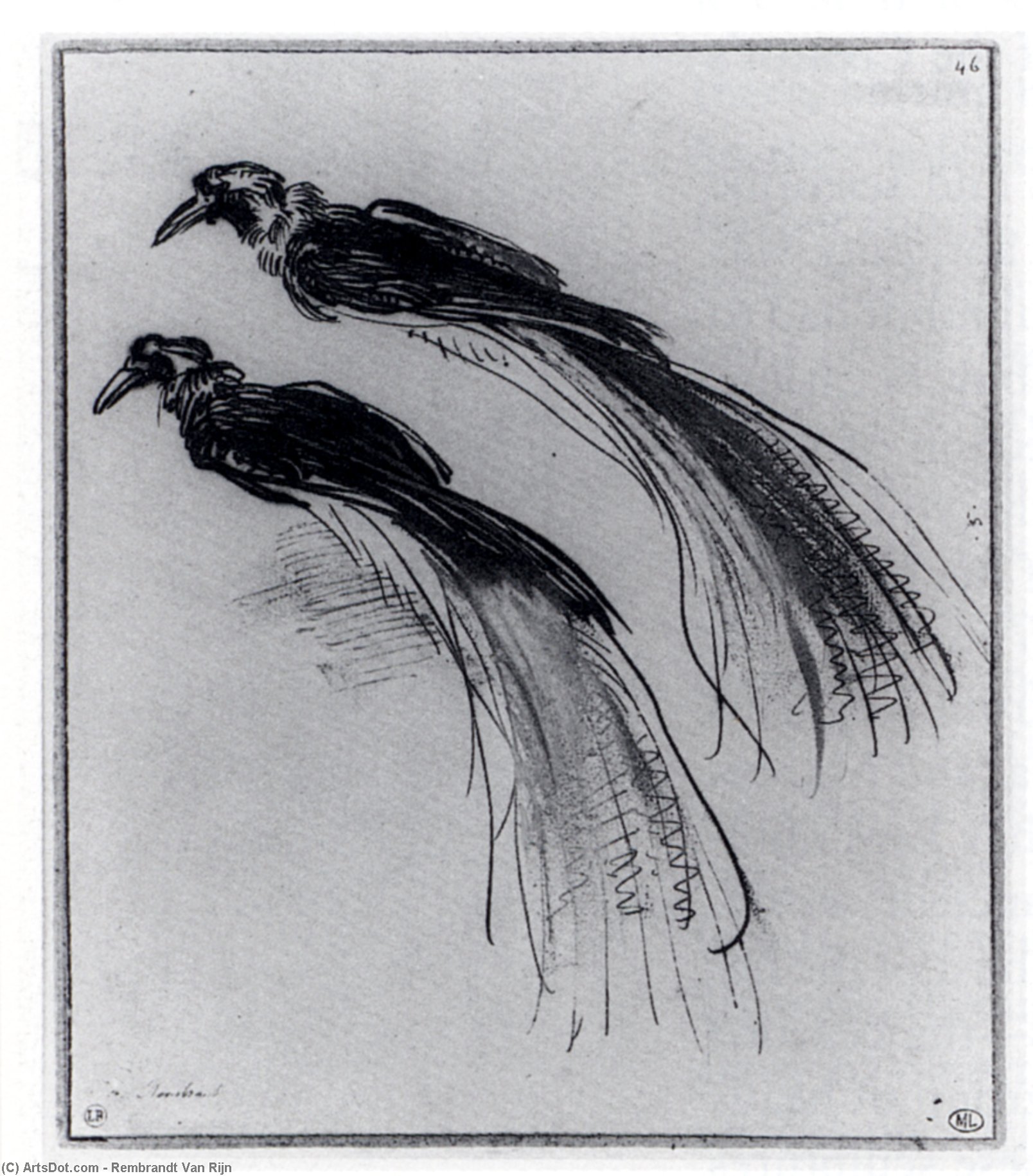 WikiOO.org - Encyclopedia of Fine Arts - Lukisan, Artwork Rembrandt Van Rijn - Two Studies Of A Bird Of Paradise