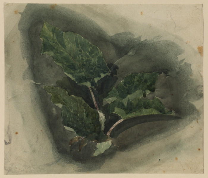 Wikioo.org - The Encyclopedia of Fine Arts - Painting, Artwork by David Cox - Plant Study 1