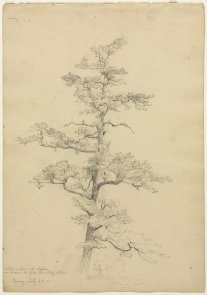 WikiOO.org - دایره المعارف هنرهای زیبا - نقاشی، آثار هنری David Johnson - Pine Tree, Conway, New Hampshire