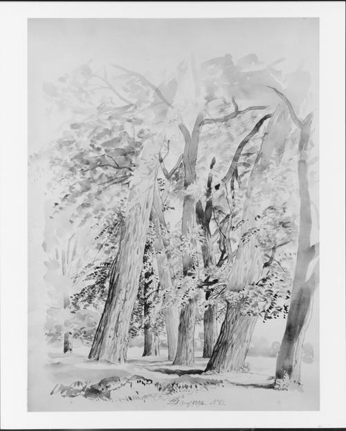 WikiOO.org - Encyclopedia of Fine Arts - Målning, konstverk David Johnson - Trees