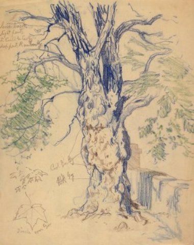 Wikioo.org - The Encyclopedia of Fine Arts - Painting, Artwork by Edward Henry Potthast - Study of a Tree