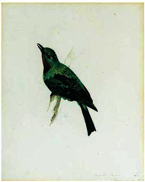 Wikioo.org - The Encyclopedia of Fine Arts - Painting, Artwork by Edward Lear - A Purple-Throated Chatterer