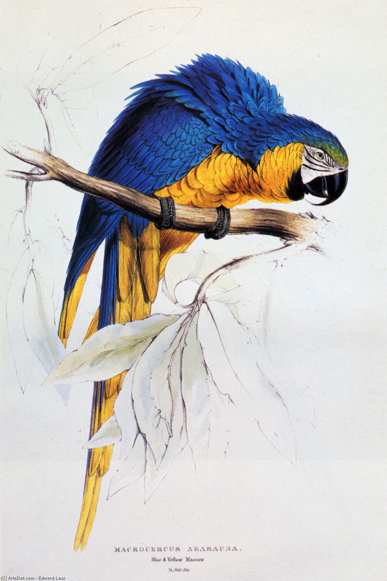 Wikioo.org - The Encyclopedia of Fine Arts - Painting, Artwork by Edward Lear - Blue And Yellow Macaw