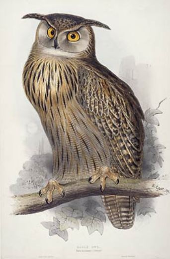 Wikioo.org - Bách khoa toàn thư về mỹ thuật - Vẽ tranh, Tác phẩm nghệ thuật Edward Lear - Eagle Owl