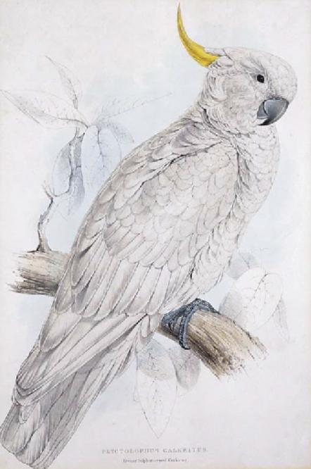 Wikioo.org – La Enciclopedia de las Bellas Artes - Pintura, Obras de arte de Edward Lear - Gran Azufre cacatúa (Plyctolophus Sulphureus)