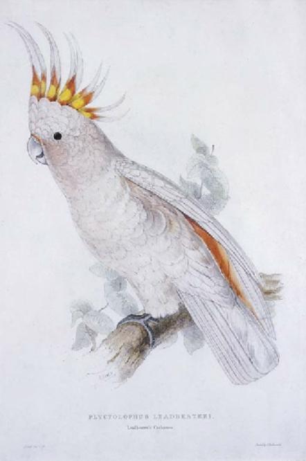 Wikioo.org - The Encyclopedia of Fine Arts - Painting, Artwork by Edward Lear - Leadbeater's Cockatoo (Plyctolophus Leadbeateri