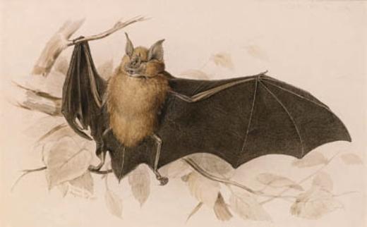 Wikioo.org - The Encyclopedia of Fine Arts - Painting, Artwork by Edward Lear - Rhinolophus Ferremequinum (Horseshoe Bat)