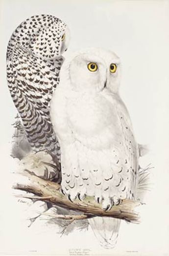 Wikioo.org – L'Enciclopedia delle Belle Arti - Pittura, Opere di Edward Lear - Gufo Delle Nevi