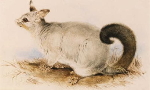 WikiOO.org - Güzel Sanatlar Ansiklopedisi - Resim, Resimler Edward Lear - Trichosurus Vulpecula (Common Brushtail Possum)