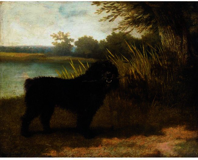 WikiOO.org - Encyclopedia of Fine Arts - Lukisan, Artwork George Stubbs - A Black Water Spaniel