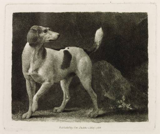 Wikoo.org - موسوعة الفنون الجميلة - اللوحة، العمل الفني George Stubbs - A Foxhound