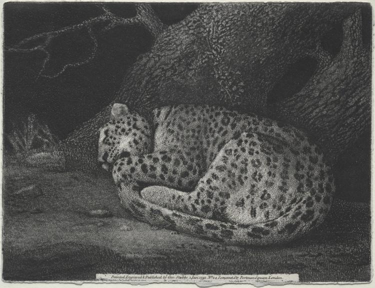 Wikioo.org - The Encyclopedia of Fine Arts - Painting, Artwork by George Stubbs - A Sleeping Leopard